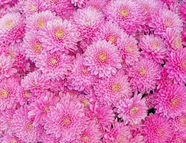 Colorful Pink Chrysanthemums Top View Natural Background — Stock Photo, Image