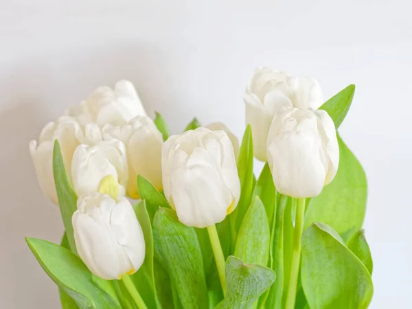 Vit Tulpan Blommor Bukett Närbild Naturlig Bakgrund — Stockfoto