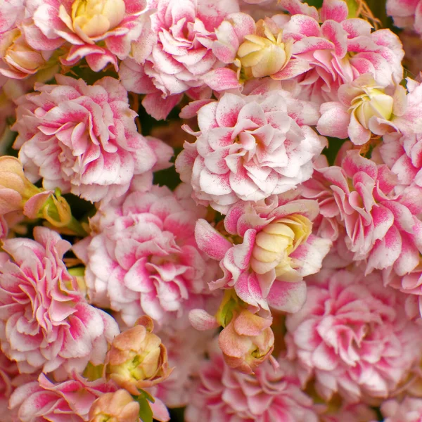 Pembe Calanchoe Çiçekleri Doğal Bir Arka Plan Olarak Üst Görünüm — Stok fotoğraf