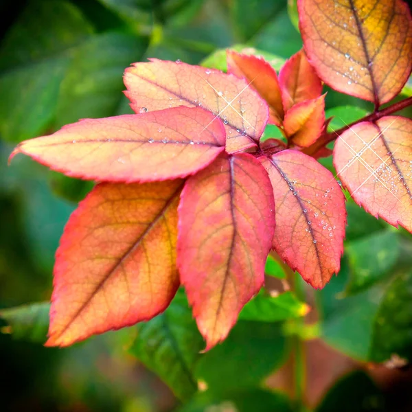 初秋の紅葉はまだ緑の背景で終わり — ストック写真