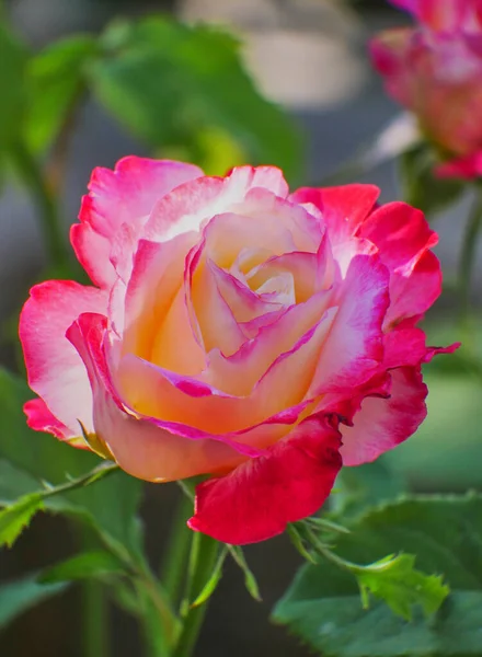 Όμορφο Ροζ Λευκό Τριαντάφυλλο Λουλούδι Κοντά Στο Πράσινο Φυσικό Φόντο — Φωτογραφία Αρχείου