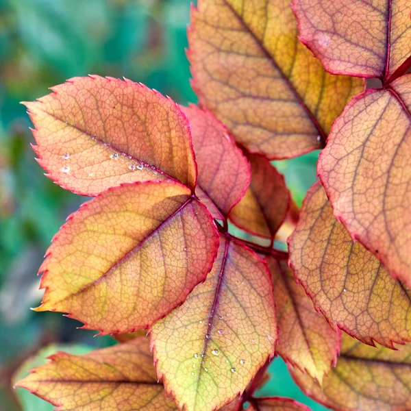Rötliche Herbstblätter Nahaufnahme Auf Grünem Hintergrund — Stockfoto