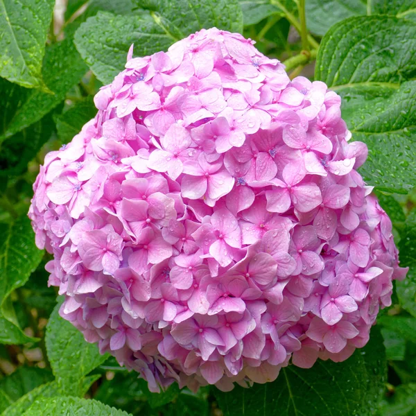 Lebendige Violett Gefärbte Hortensie Nasse Blume Aus Nächster Nähe Grünes — Stockfoto