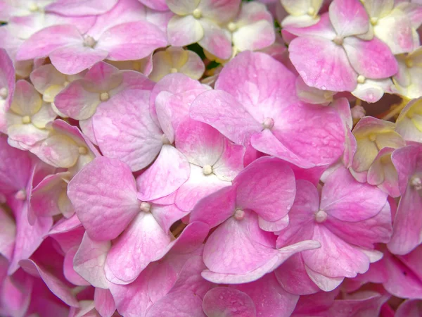 Vibrant Violet Colored Hortensia Wet Flower Close Natural Pattern Background — Stock Photo, Image