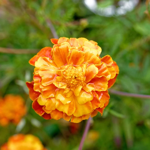 Ζωντανό Πορτοκαλί Marigold Υγρό Λουλούδι Στον Κήπο — Φωτογραφία Αρχείου