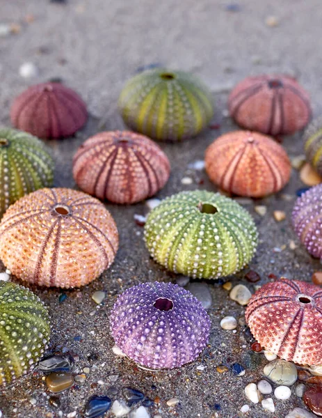 Islak Kumsalda Renkli Deniz Kestanesi Kabukları Koleksiyonu — Stok fotoğraf