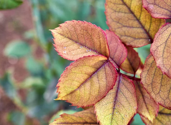Rötliche Herbstblätter Nahaufnahme Auf Grünem Hintergrund — Stockfoto