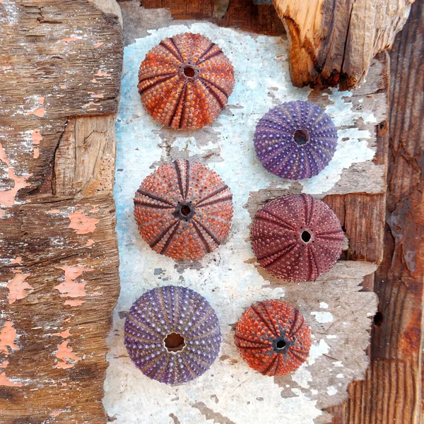 Colorful Sea Urchins Shells Wet Old Wooden Background — Stock Photo, Image