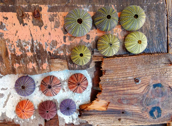 Colorful Sea Urchins Shells Wet Old Wooden Background — Stock Photo, Image