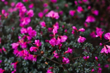 Yukarıdan küçük mor çiçekler