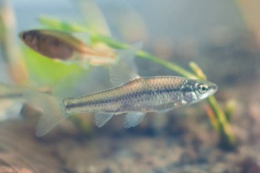 Pseudorasbora parva, taş moroko veya topmouth enayi, tatlı su balık, Güney Bug Nehri, biyotop akvaryum, closeup doğa fotoğraf yakalandı