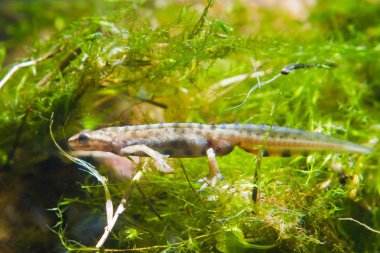Ortak newt veya düzgün newt, Lissotriton vulgaris, Erkek tatlı su amfibi, Güney Bug Nehri, Ukrayna'da biyotop akvaryum, closeup doğa fotoğraf yakınında yakalandı