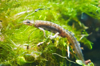 Ortak newt veya düzgün newt, Lissotriton vulgaris, içinde doğurmak suyu formu, biyotop akvaryum, closeup doğa fotoğraf erkek tatlı su amfibi