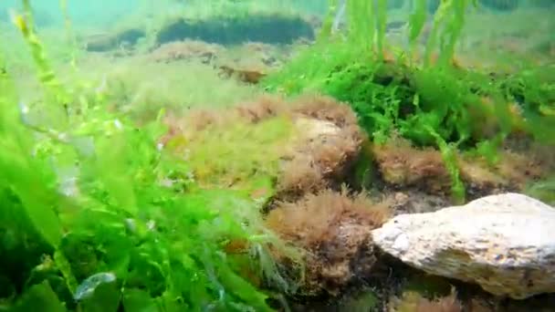 Black Sea Diving Underwater Littoral Zone Rich Algae Growing Summer — Stock Video