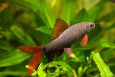 Epalzeorhynchos frenatus, tatlı su balık, Doğa Akvaryum, closeup doğa fotoğraf
