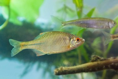 Rhodeus amarus, Avrupa balık, tatlı su balık, renklendirme, biyotop akvaryum, closeup doğa fotoğraf yumurtlama erkek
