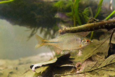 Rhodeus amarus, Avrupa balık, tatlı su balık, renklendirme, biyotop akvaryum, closeup doğa fotoğraf yumurtlama erkek