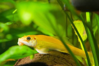 Gyrinocheilus portakal, tatlı su balık, baskın erkek, biyotop akvaryum, closeup doğa fotoğraf