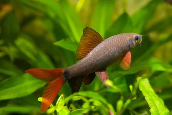 Epalzeorhynchos Frenatus Peixes Água Doce Aquário Natureza Close Natureza Foto — Fotografia de Stock