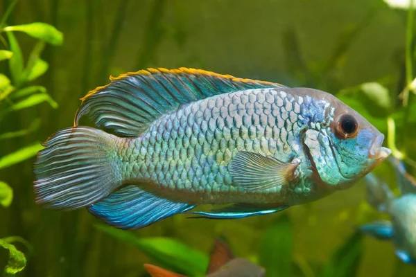 Nannacara Anomala Neon Blue Freshwater Male Cichlid Fish Natural Aquarium — Stock Photo, Image