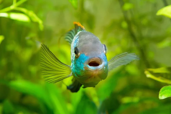 Nannacara Anomala Neon Blue Male Cichlid Front View Freshwater Fish — Stock Photo, Image
