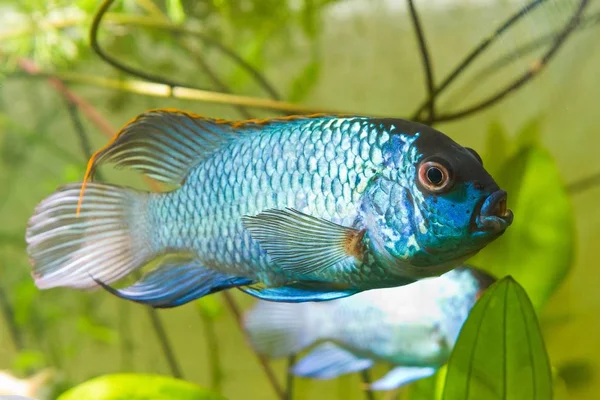 Nannacara Anomala Neón Azul Dominante Vista Lateral Cíclidos Machos Peces — Foto de Stock