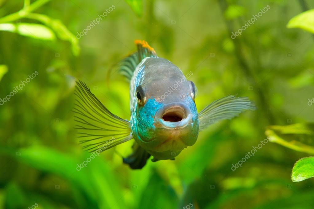 Nannacara Anomala Néon Bleu Mâle Cichlidé Vue Face Poissons