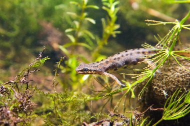 Ortak newt veya pürüzsüz newt, Lissotriton vulgaris, üreme su formunda erkek tatlı su amfibi, biyotop akvaryum, tam vücut doğa fotoğraf