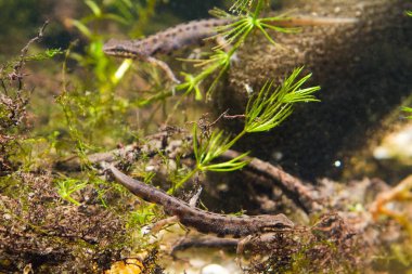 Ortak newt veya düzgün newt, Lissotriton vulgaris, biyotop akvaryum, fauna fotoğraf içinde suyu formu, Erkek doğurmak tatlı su amfibi rakipleri