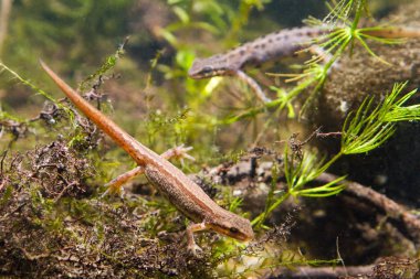 Ortak newt veya düzgün newt, Lissotriton vulgaris, içinde su formu erkek arka plan, biyotop akvaryum, closeup doğa fotoğraf ile doğurmak kadın tatlı su amfibi