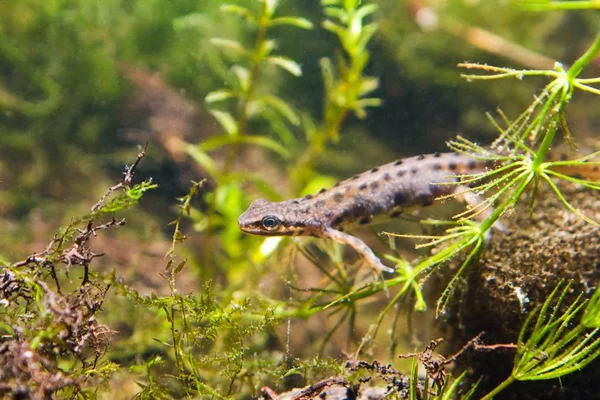 Common Newt Smooth Newt Lissotriton Vulgaris Male Freshwater Amphibian Breeding — Stock Photo, Image