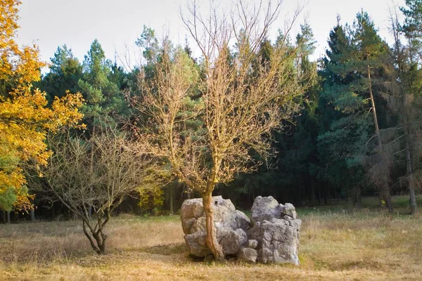 Werwolf Ruiny Sídla Výbuchu Odolné Betonový Bunkr Adolfa Hitlera Velký — Stock fotografie