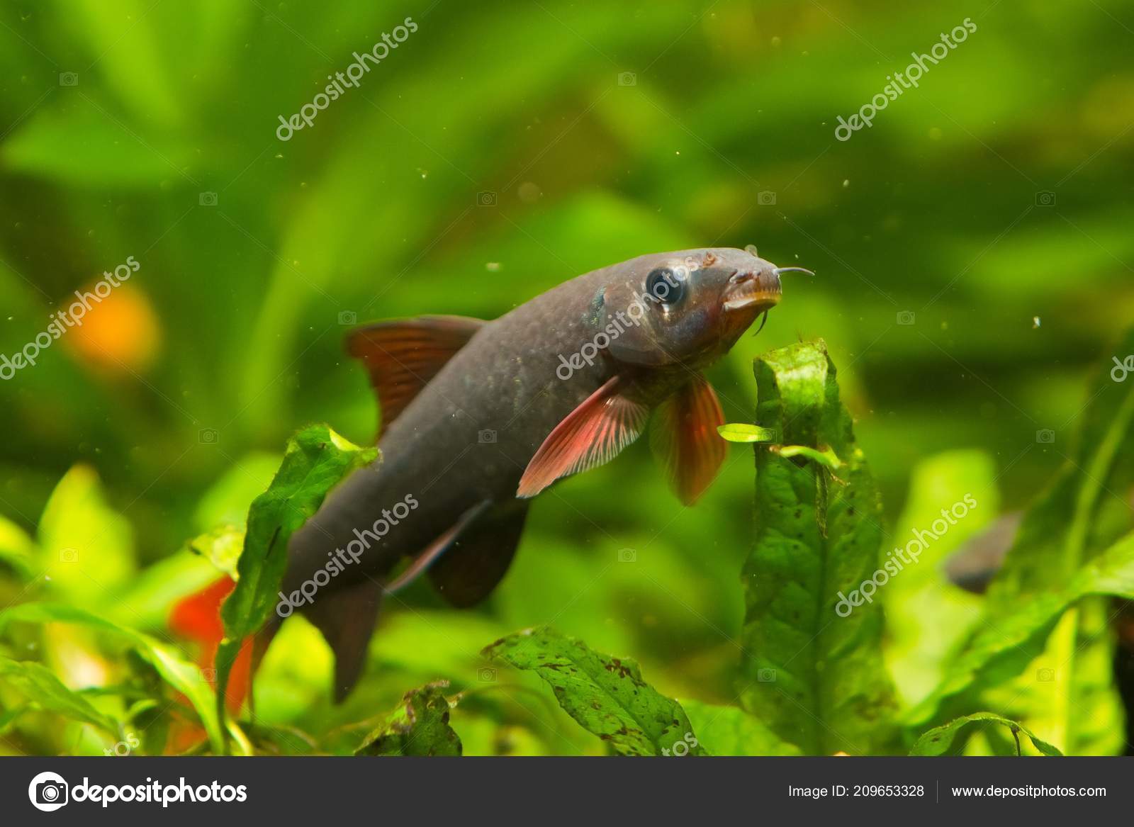 cleaner fish for aquarium