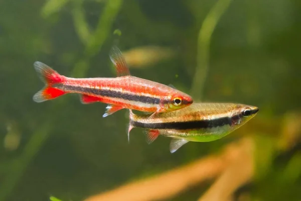 Nannostomus Beckfordi Röd Brasilianska Sötvatten Pencilfish Vuxna Par Nature Aquarium — Stockfoto