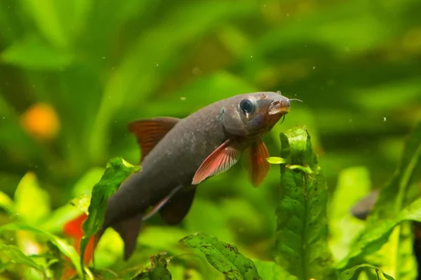 Epalzeorhynchos Frenatus Freshwater Cleaner Fish Nature Aquarium Closeup Nature Photo — Stock Photo, Image