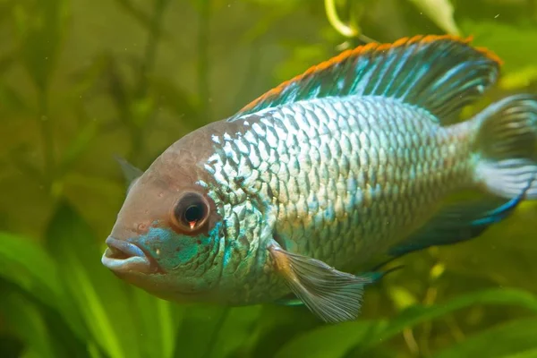 Nannacara Anomala Neon Modrý Dospělé Samice Cichlid Sladkovodní Ryby Přírodní — Stock fotografie