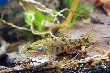 Perccottus glenii, Çinli sleeper, juvenil tatlı su balığı biyotop akvaryum, yan görünümü fotoğraf