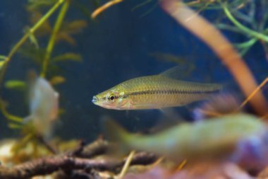 Pseudorasbora parva, taş moroko veya topmouth enayi, tatlı su balık içinde biyotop akvaryum, closeup doğa fotoğraf