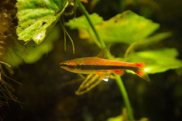 Nannostomus Beckfordi ブラジルの観賞用淡水 Pencilfish 若い男性 自然ビオトープ水槽 動物のクローズ アップ写真 — ストック写真