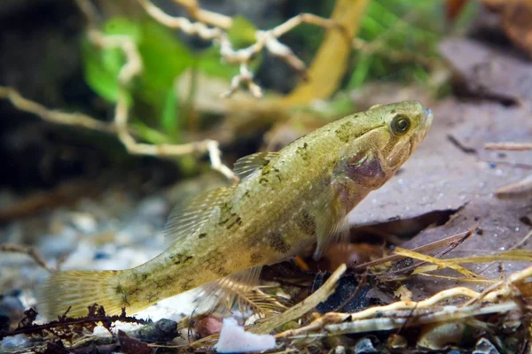 Perccottus Glenii Kinesiska Sleeper Juvenil Sötvattensfisk Biotop Akvarium Närbild Natur — Stockfoto