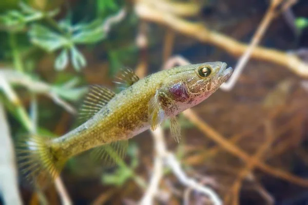 Perccottus Glenii Chinese Slaper Zoetwater Predator Biotoop Aquarium Onder Drijfhout — Stockfoto