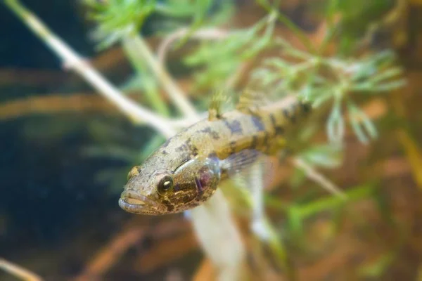 Perccottus Glenii Chinese Sleeper Juvenile Freshwater Predator Biotope Aquarium Closeup — Stock Photo, Image