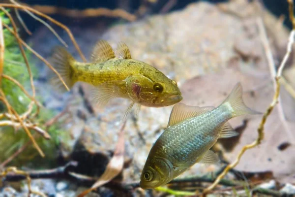 Perccottus Glenii Головешка Карась Карась Карась Прісноводних Хижака Жертви Акваріумі — стокове фото