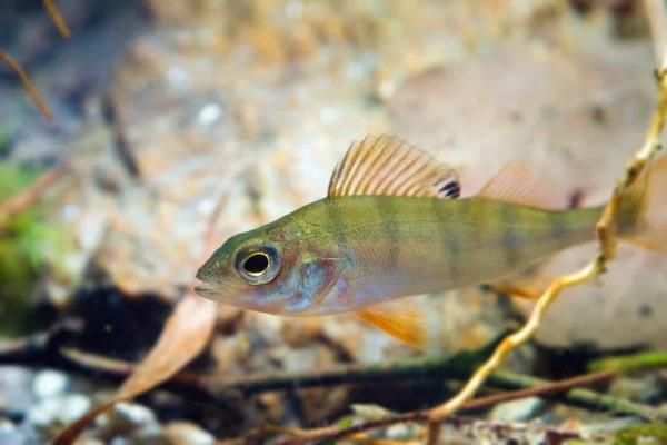 Perca Fluviatilis Europäischer Barsch Süßwasser Raubfische Biotopaquarium Treibholz Und Stein — Stockfoto