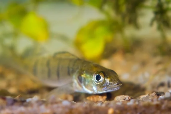 Sander Lucioperca Zander Pike Perch Juvenile Freshwater Fish Biotope Aquarium — Stock Photo, Image