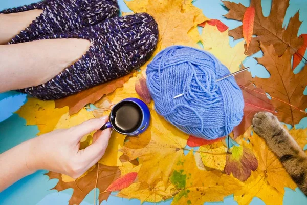 Cool creative flat lay with warm comfortable knitted slippers, a hand holding a cup of hot coffee, cat\'s paw moving to a ball of yarn. Autumn yellow and orange leaves background, studio photo