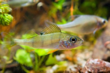 Perca fluviatilis, Tatlısu levreği ve Rhodeus amarus, Avrupa balık, tatlı su avcı ve yırtıcı biyotop akvaryum, doğa fotoğraf