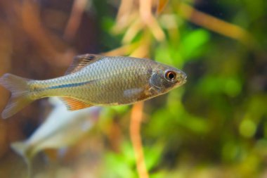 Rhodeus amarus, Avrupa balık, genç erkek süs tatlı su balığı biyotop akvaryum, closeup yan görünümü doğa fotoğraf