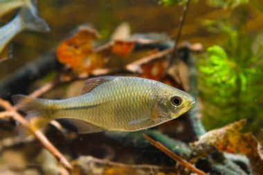Rhodeus amarus, Avrupa balık, süs erkek tatlı su balığı biyotop akvaryum, closeup yan görünümü doğa fotoğraf