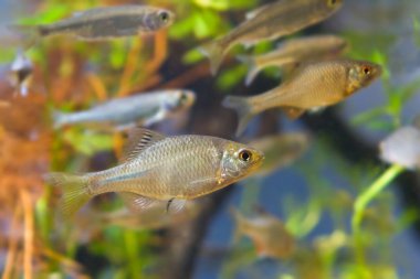Balık Rhodeus amarus, Avrupa balık ve Leucaspius delineatus süs tatlı su balıkları biyotop akvaryum, doğa fotoğraf